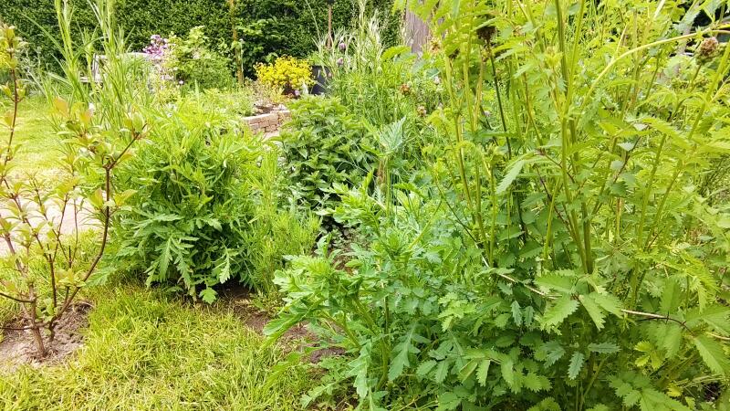 De eetbare natuur van Maastricht: wandelen, oogsten en koken, met een vleugje poëzie.